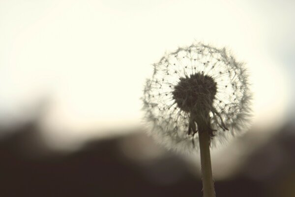 Die Löwenzahnblume steht sehr sanft auf einem hohlen Bein