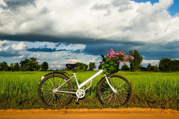 Vélo avec des fleurs sur la route