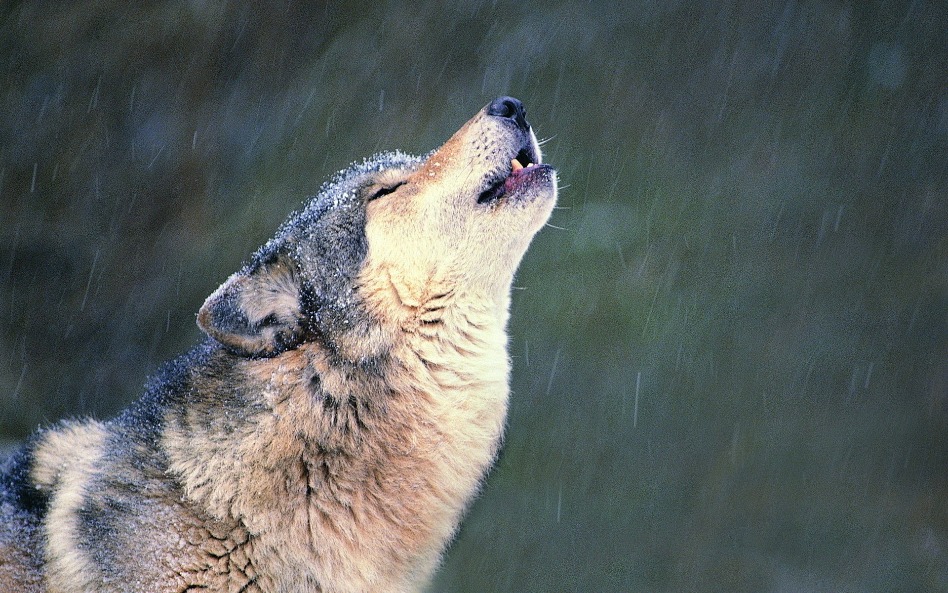 wolf loneliness snow howl