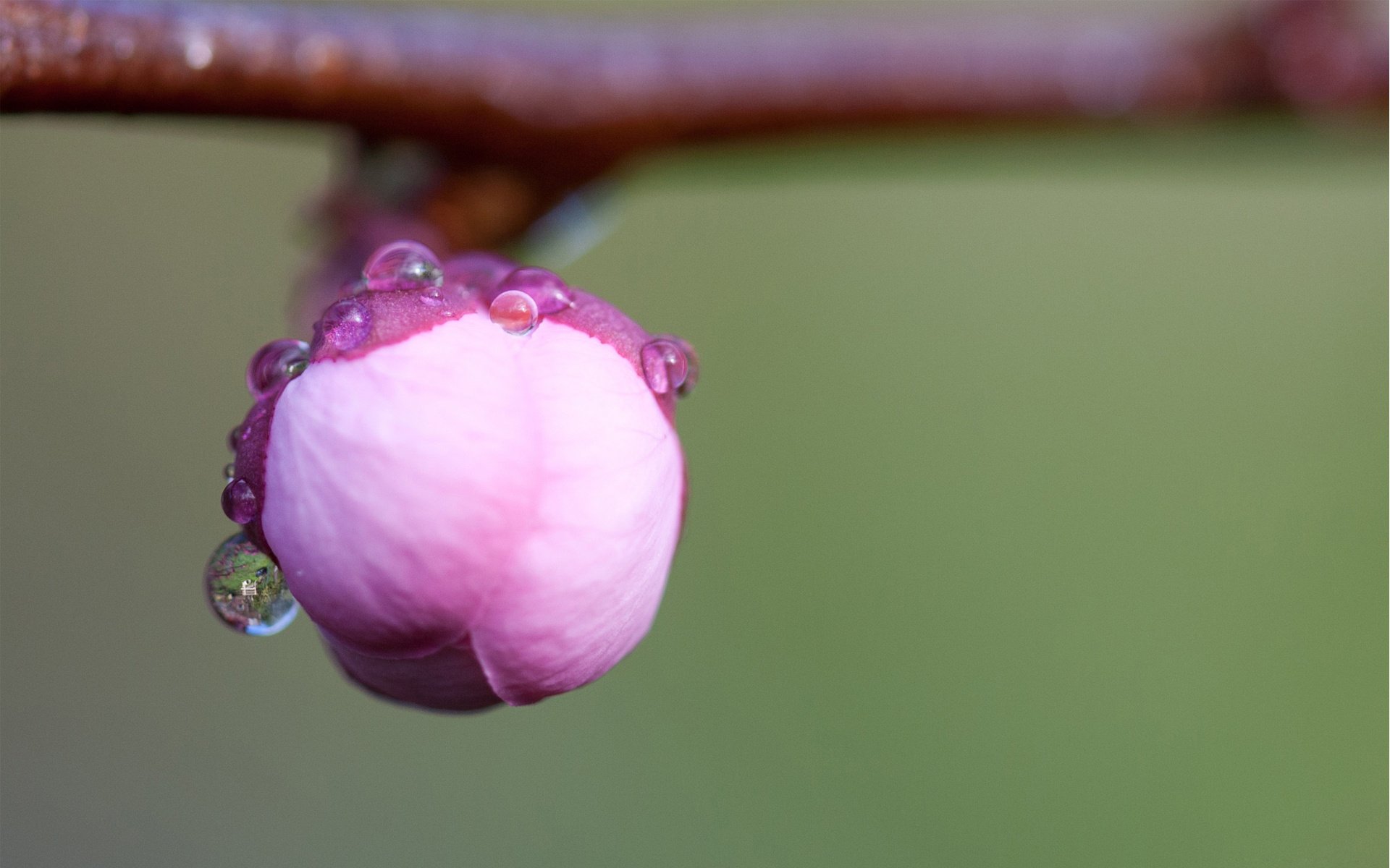 makro blume zweig knospe sakura