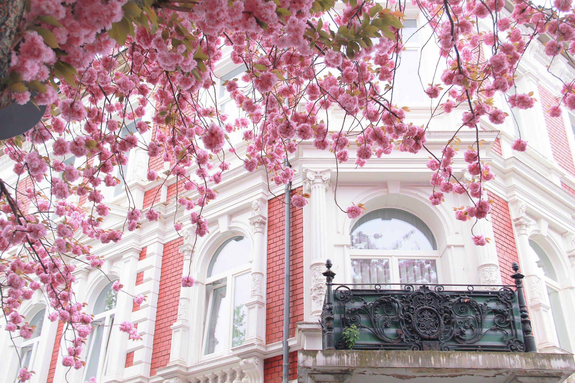 parigi francia città architettura costruzione casa balcone finestre albero sakura fioritura