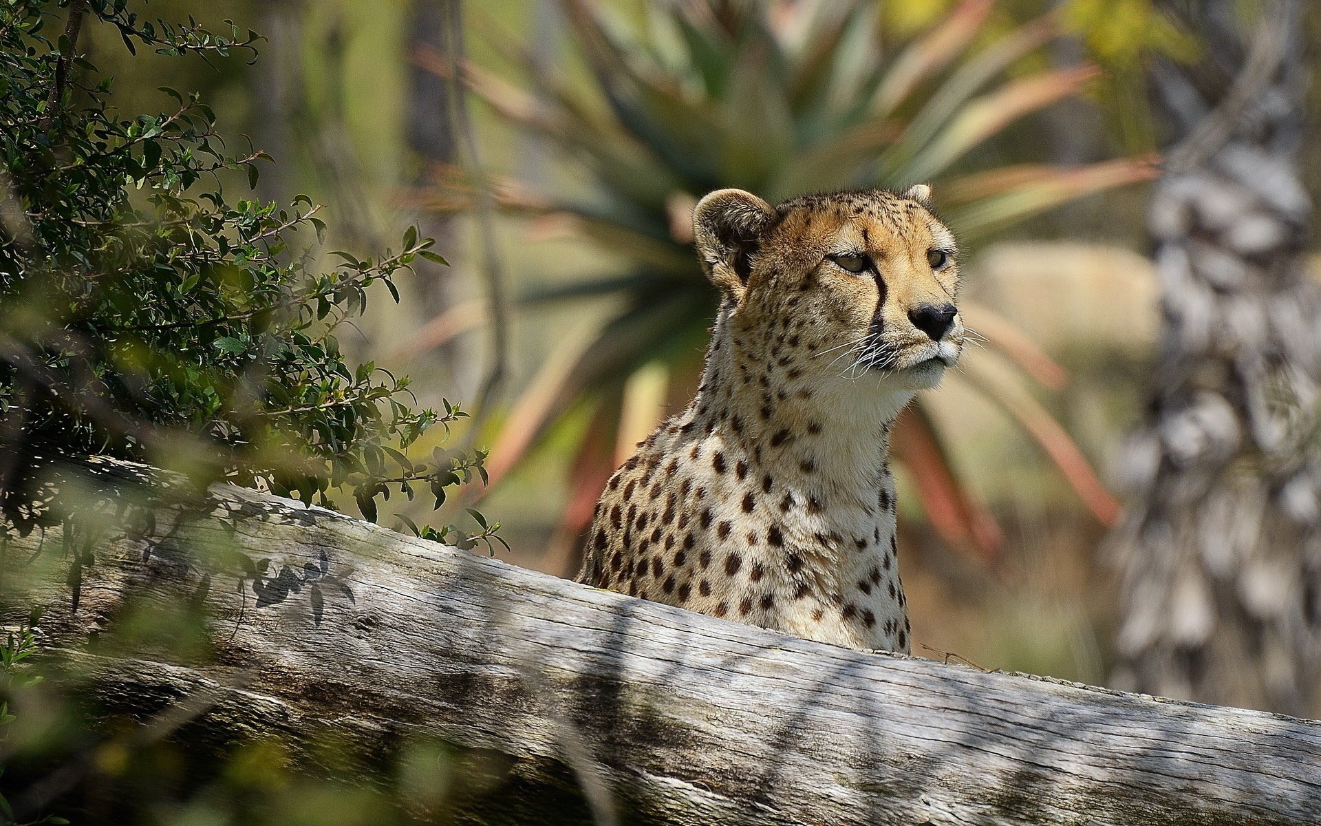 cheetah face interest predator look