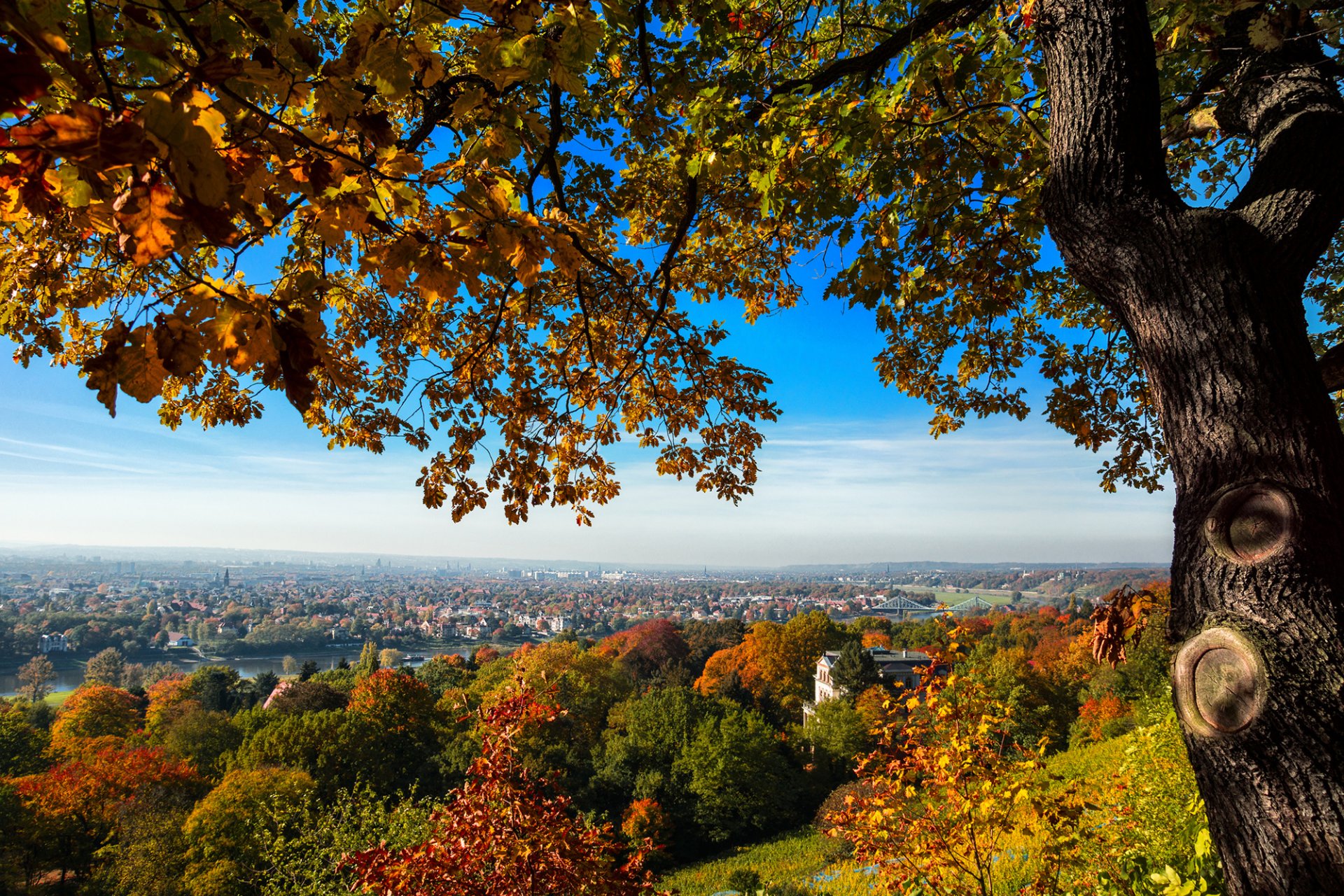 dresda germania città vista case ponte collina albero alberi autunno