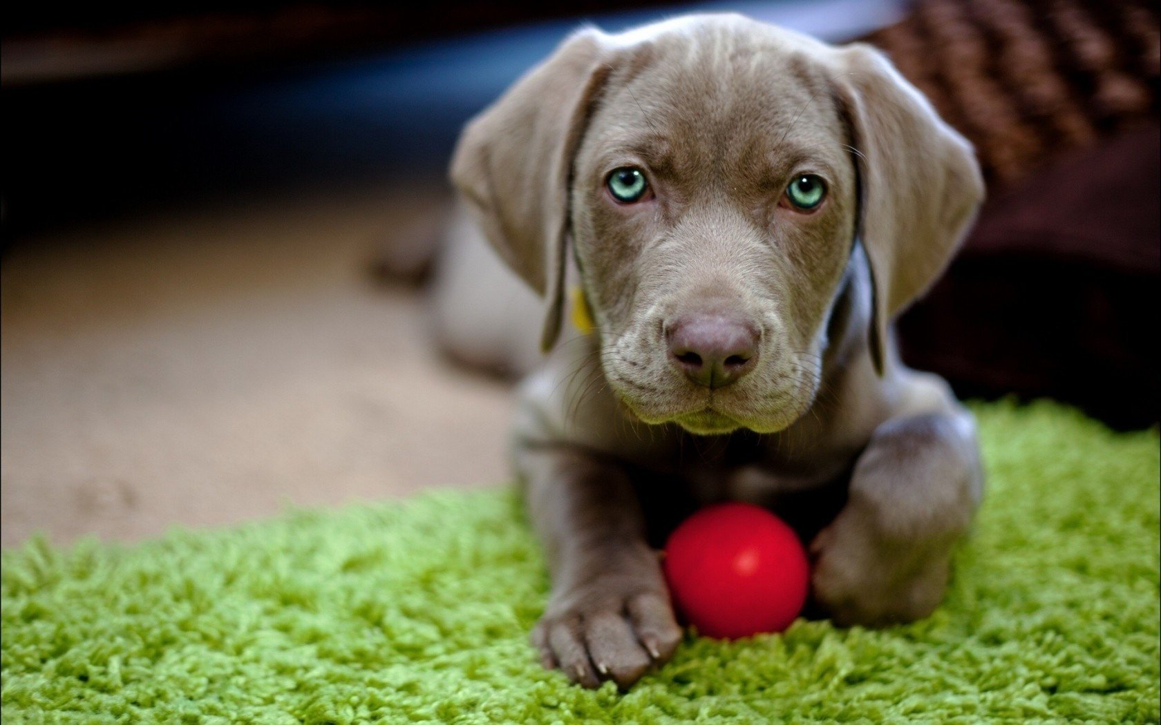 cane giocattolo cane cani palla