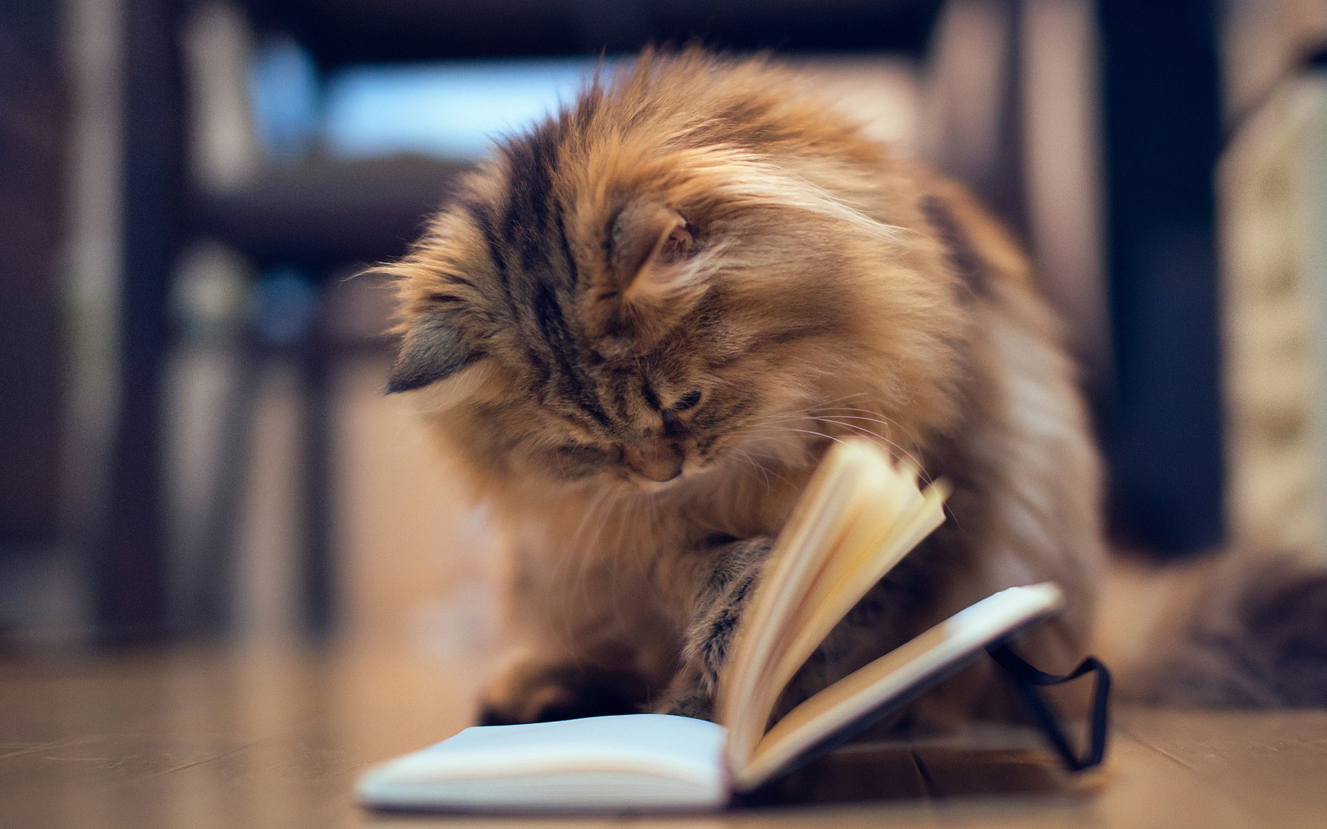 katze boden buch kätzchen notizbuch ben torode daisy seiten