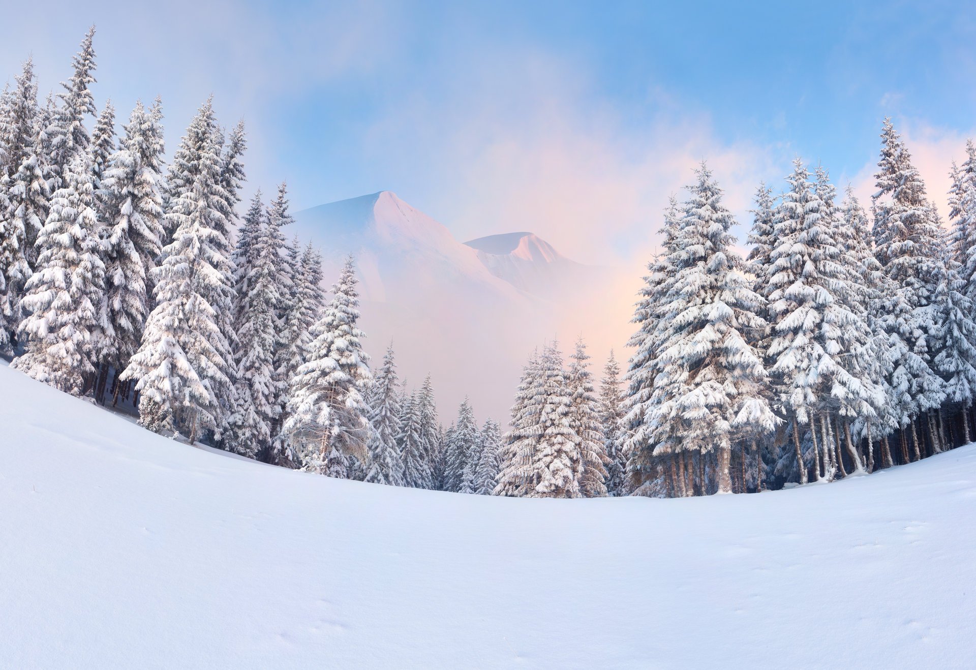 winter mountains tree forest snow