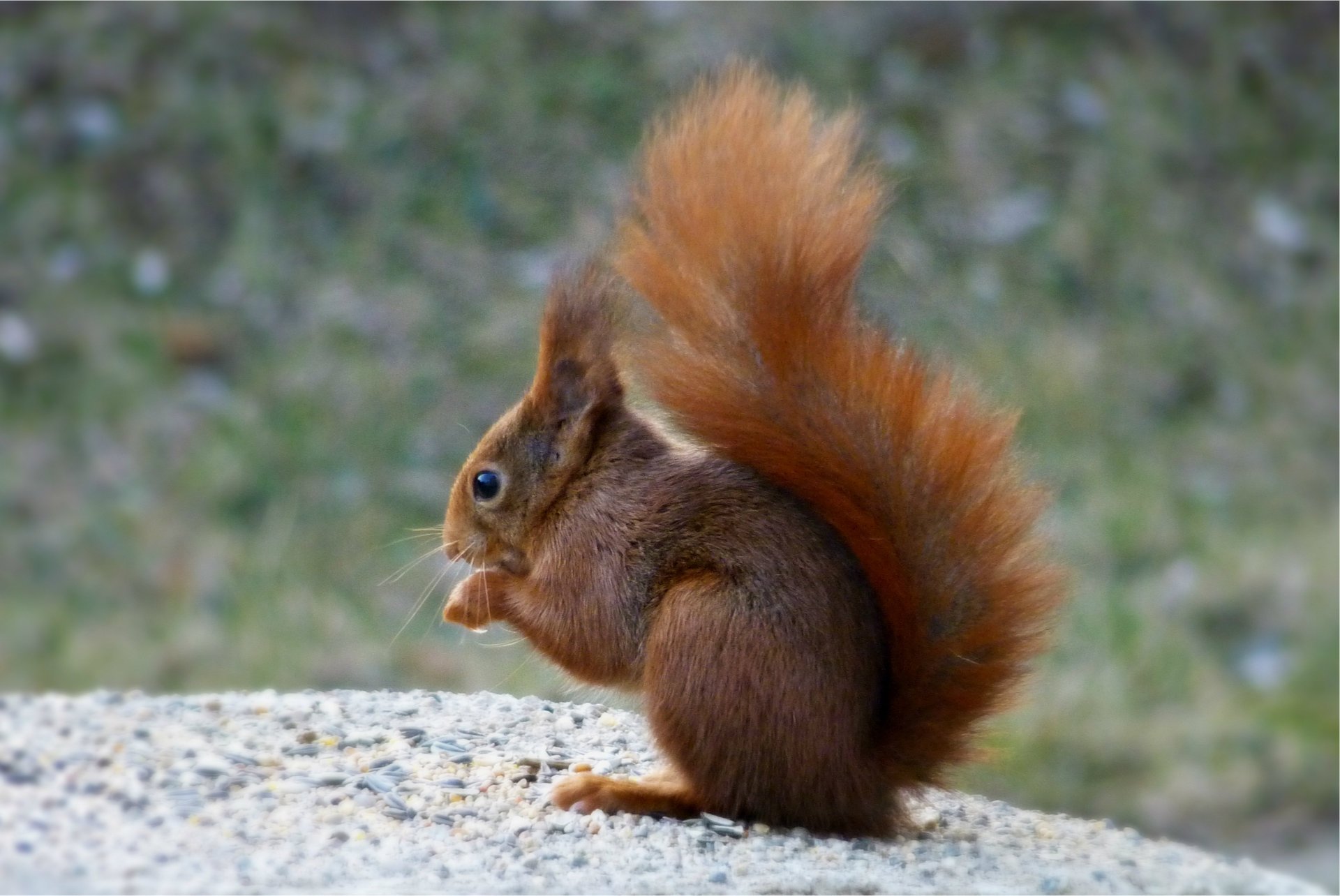 protein squirrel sitting macro blur