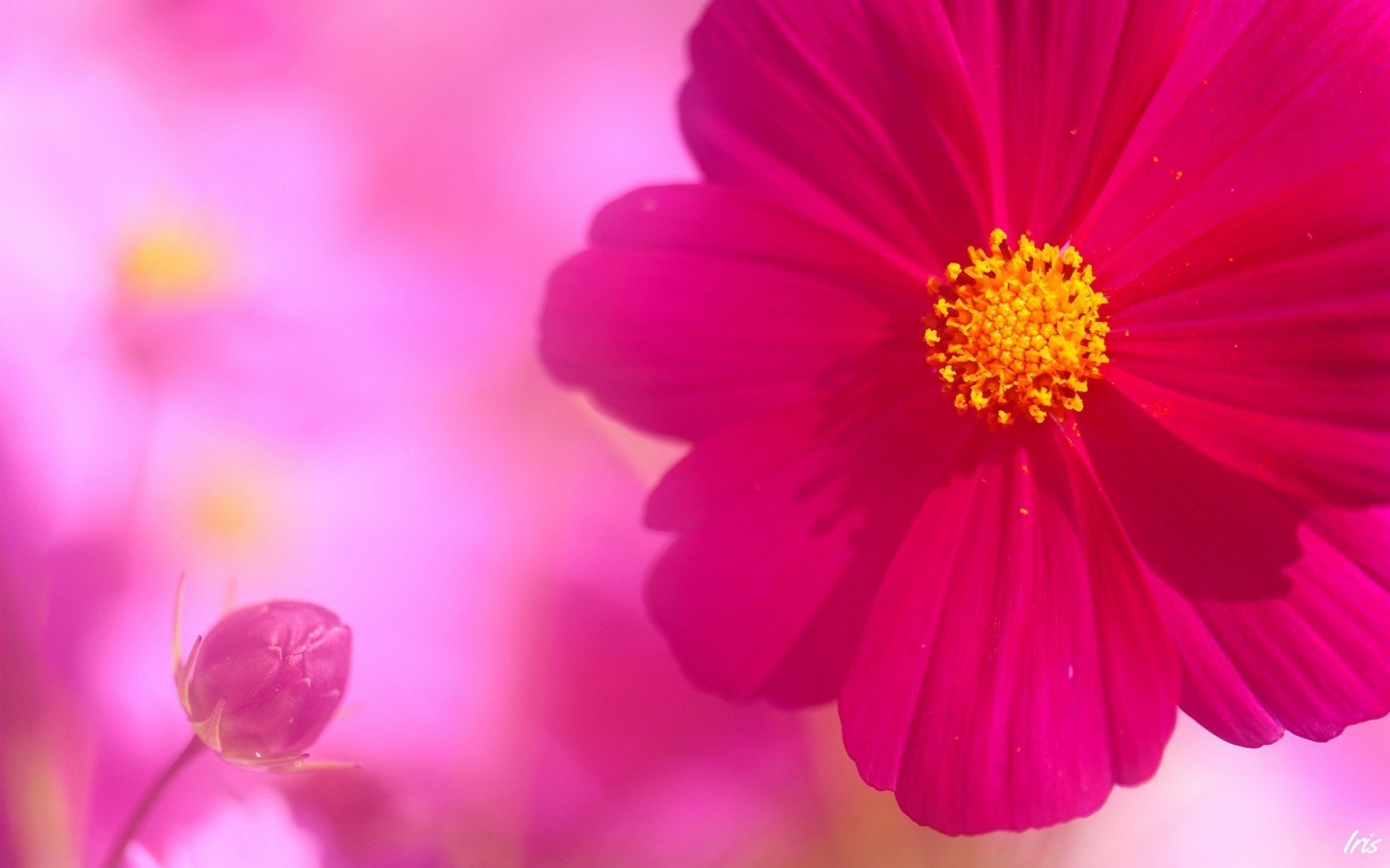 kosmeya bud flower pink