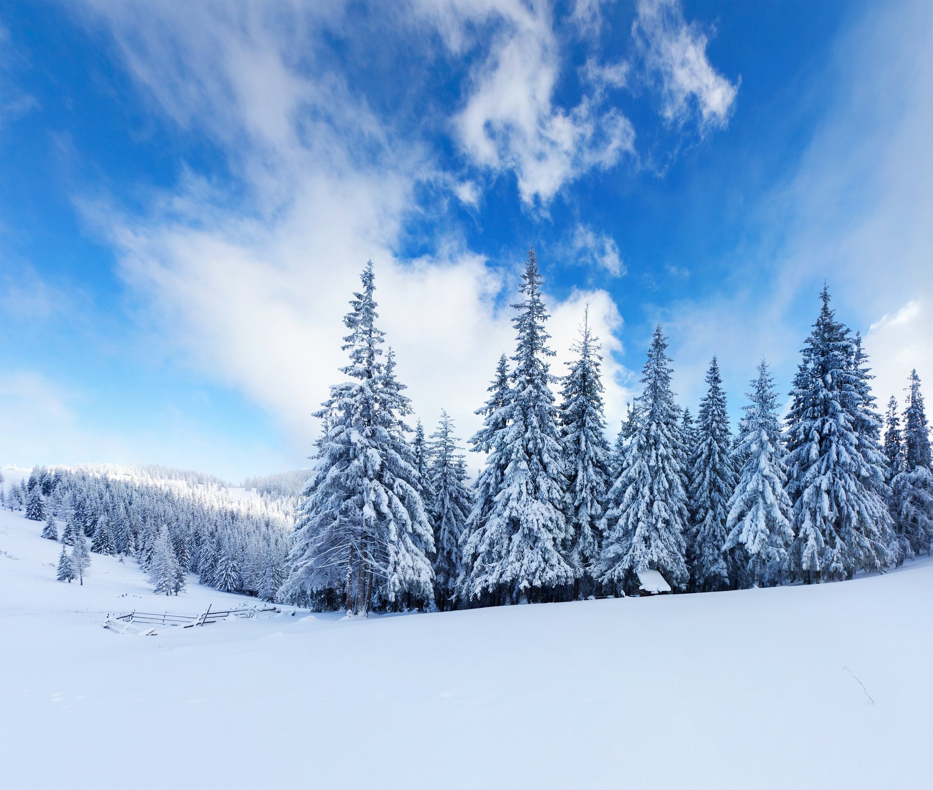 arbres de noël nuages hiver forêt neige