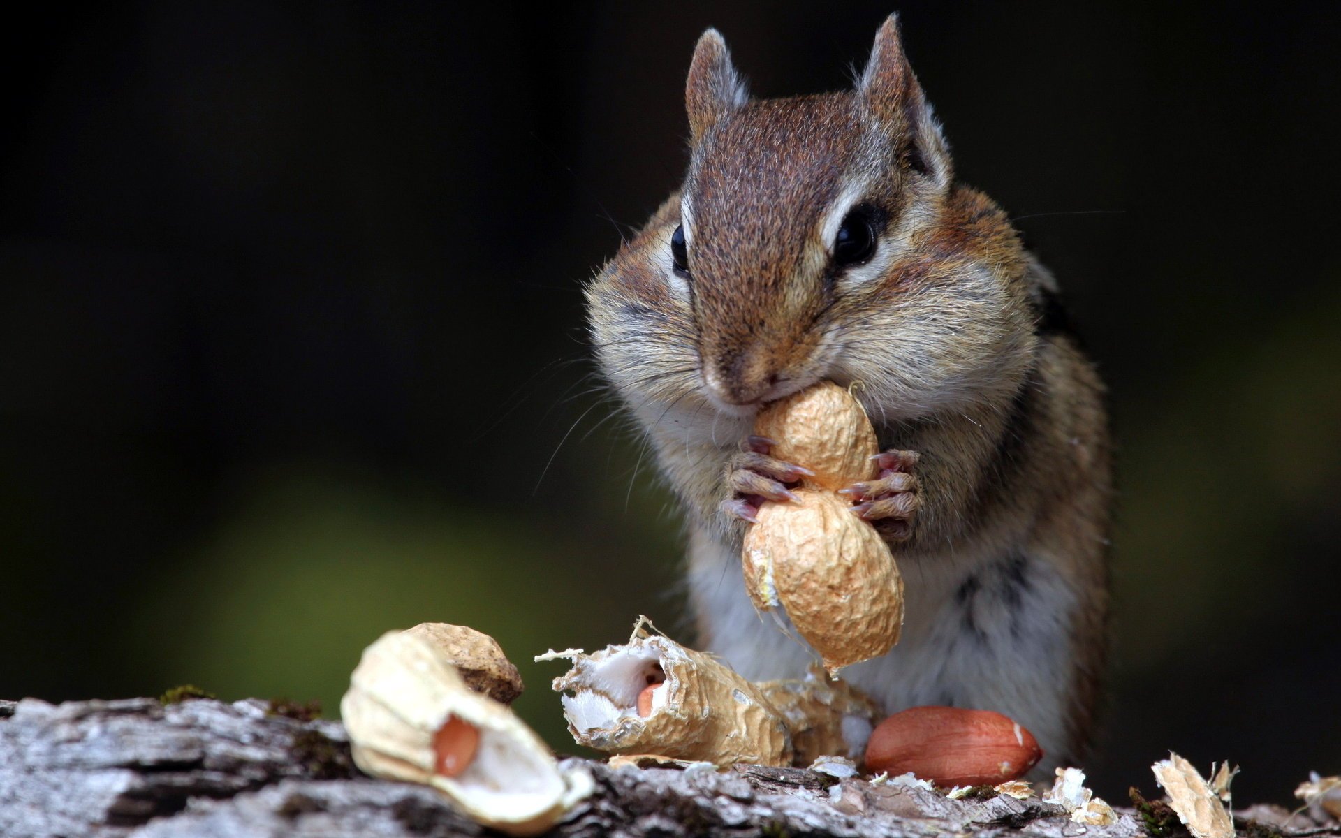 chipmunk nuts nature