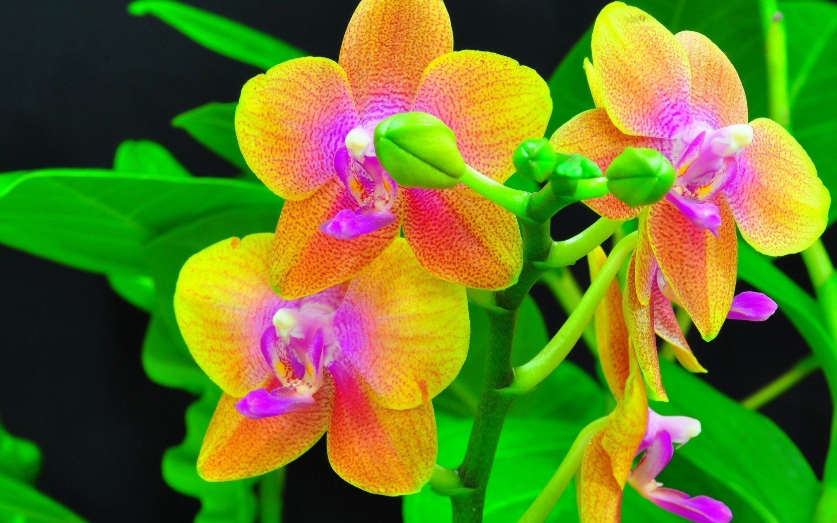 flowers beauty orchid