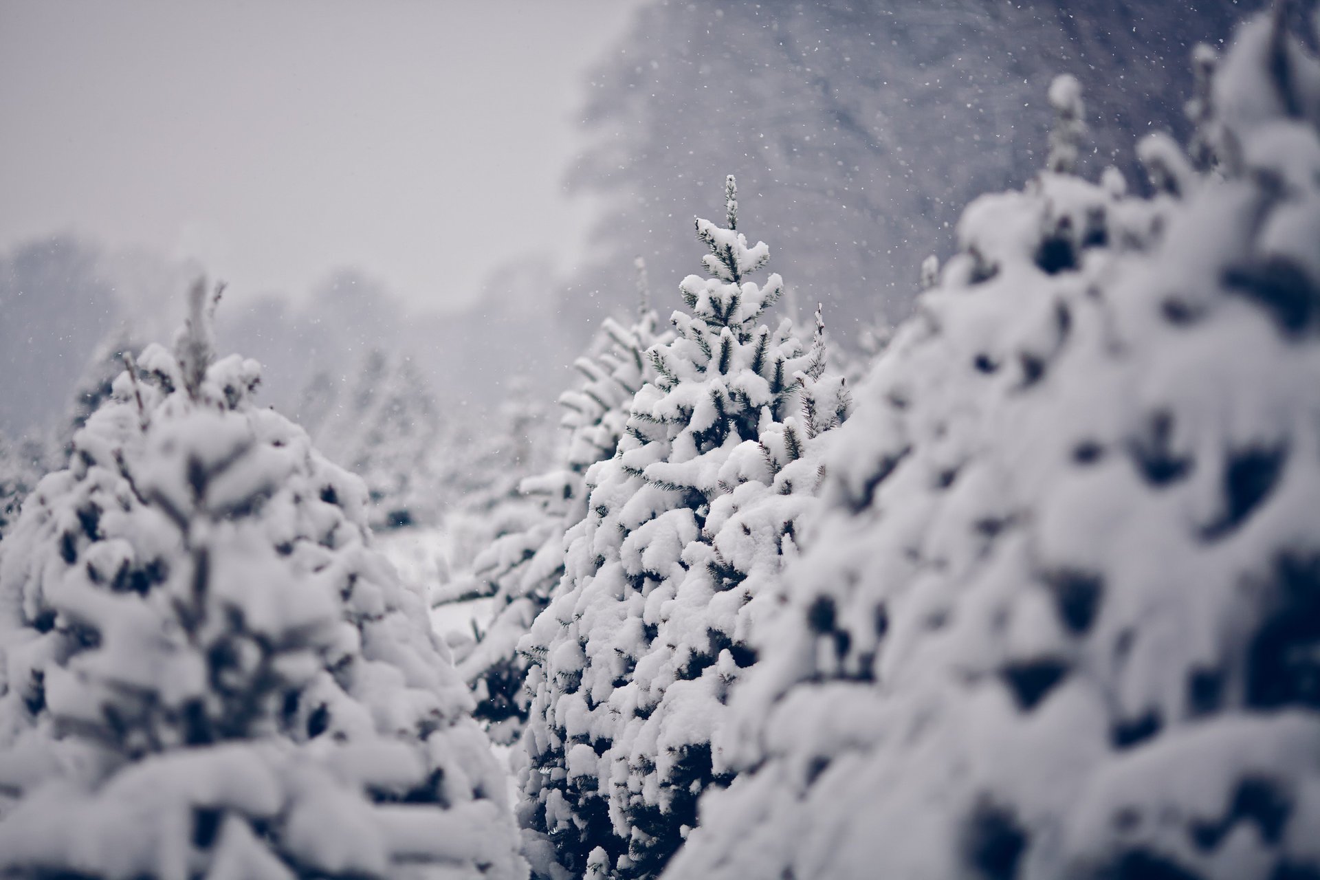 naturaleza árboles de navidad nieve invierno