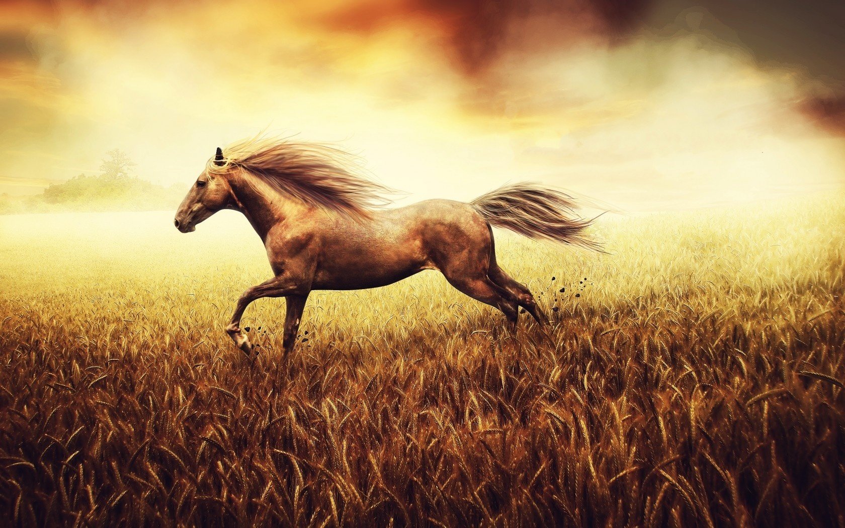 the freedom of the spirit field horse wheat background