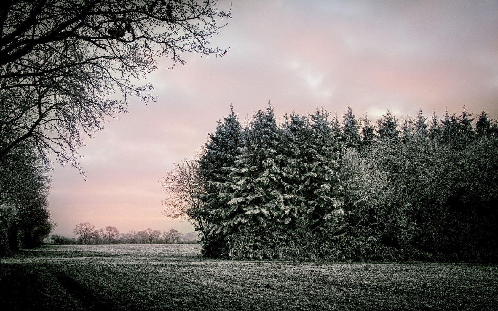 alberi paesaggio campo