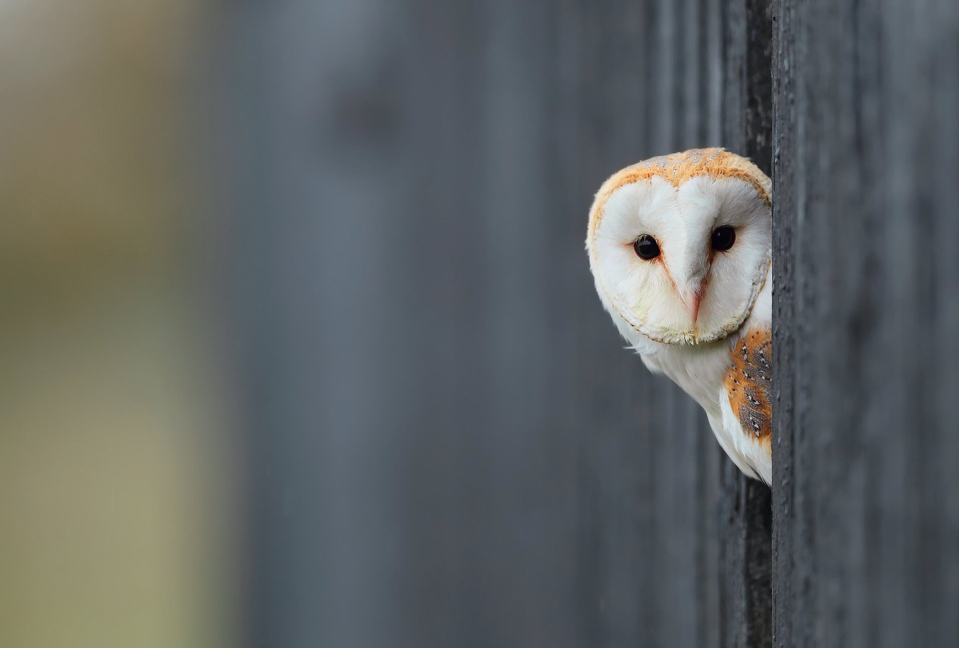 eule hintergrund weiß vogel