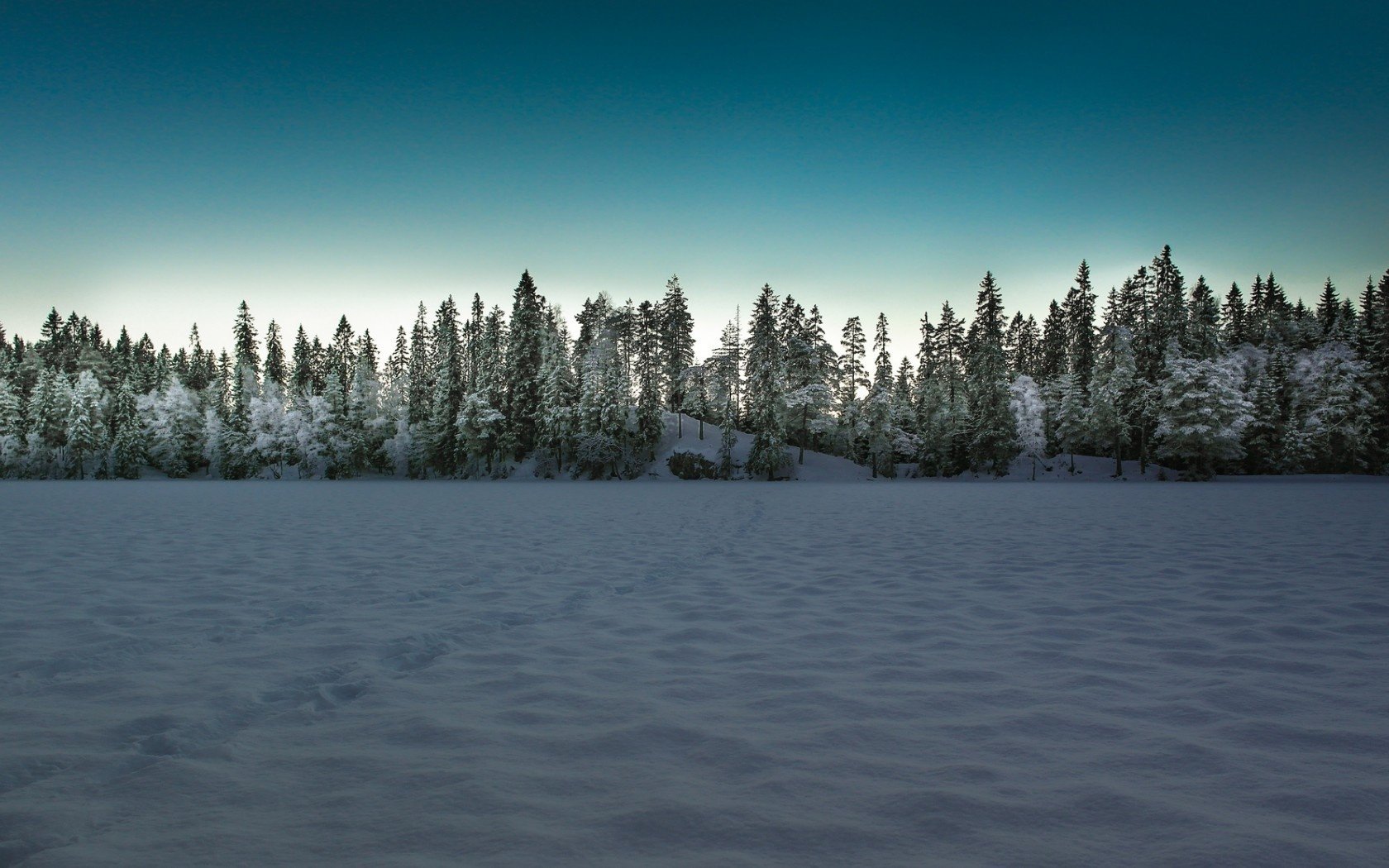 field winter landscape