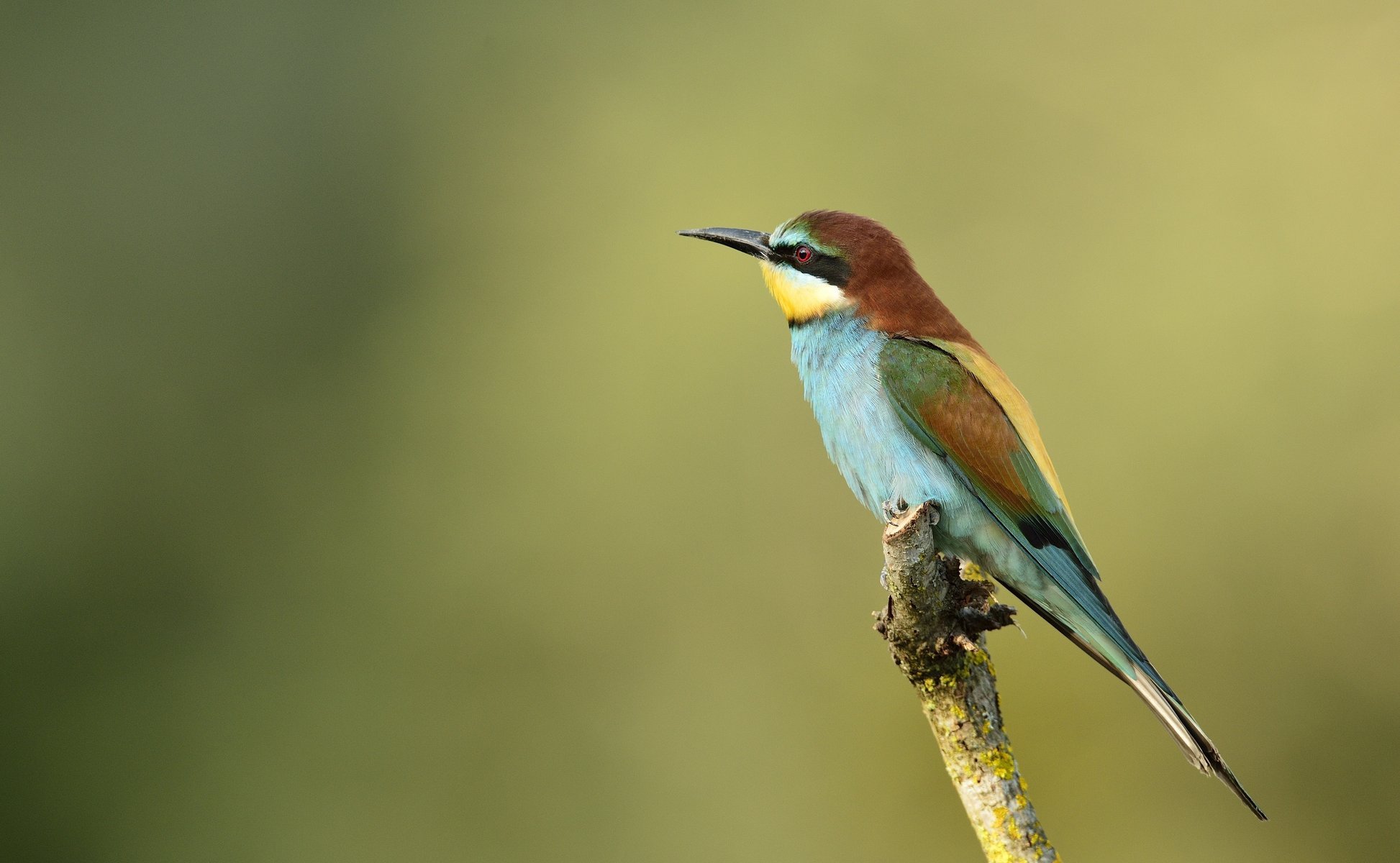 pájaro ojo de oro apicultor