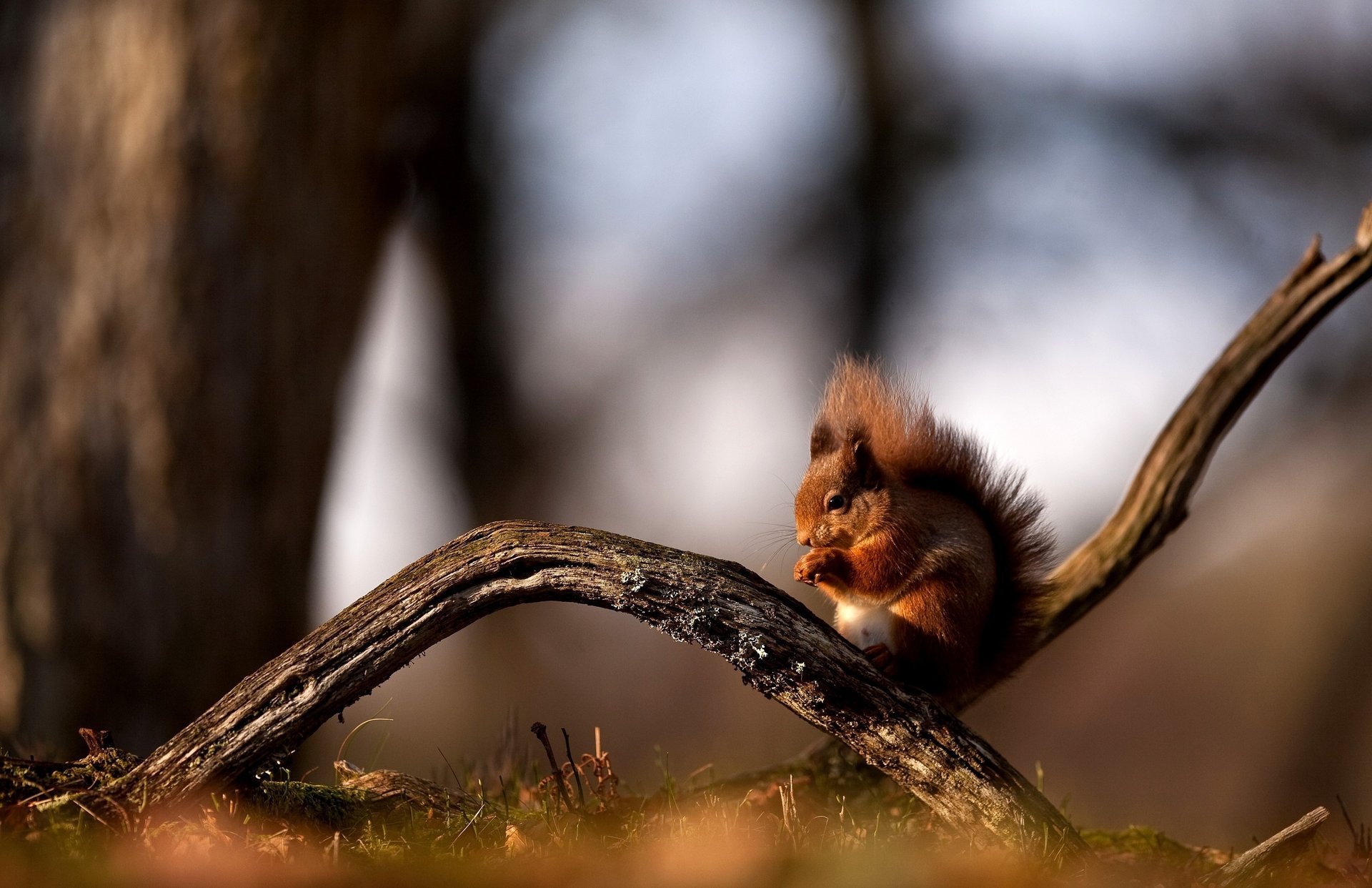 zweig eichhörnchen rotschopf wald sitzen