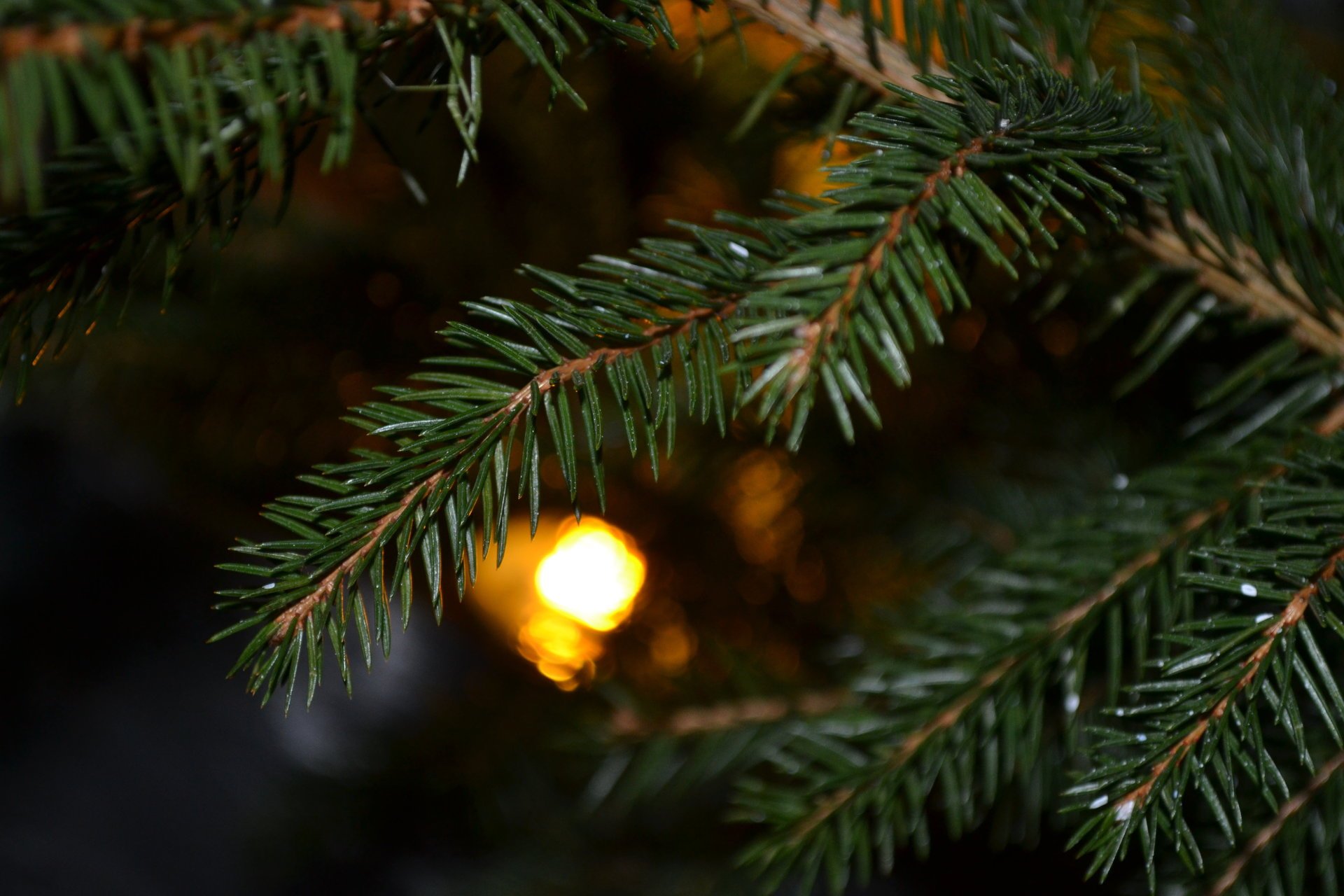 luz árbol de navidad