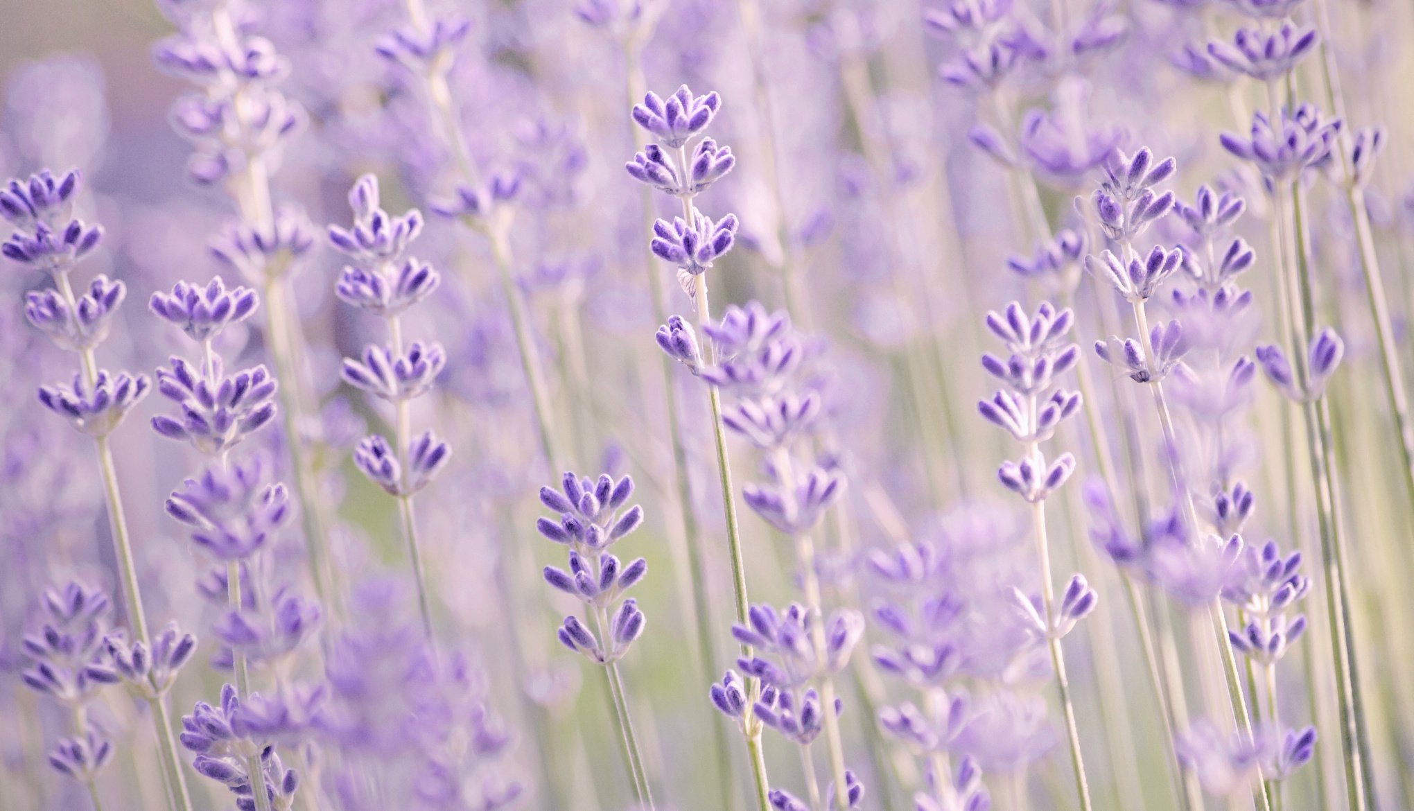 flores lavanda lila macro lavanda desenfoque