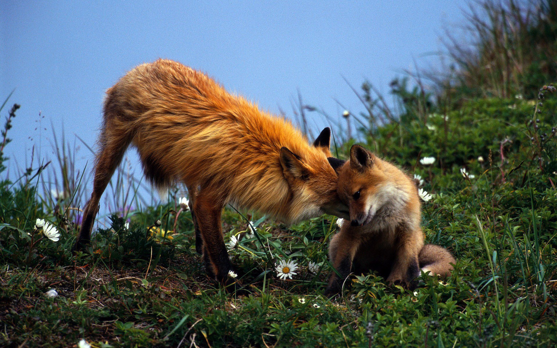 rotschopf fuchs paar pflege grün nachkommen gras