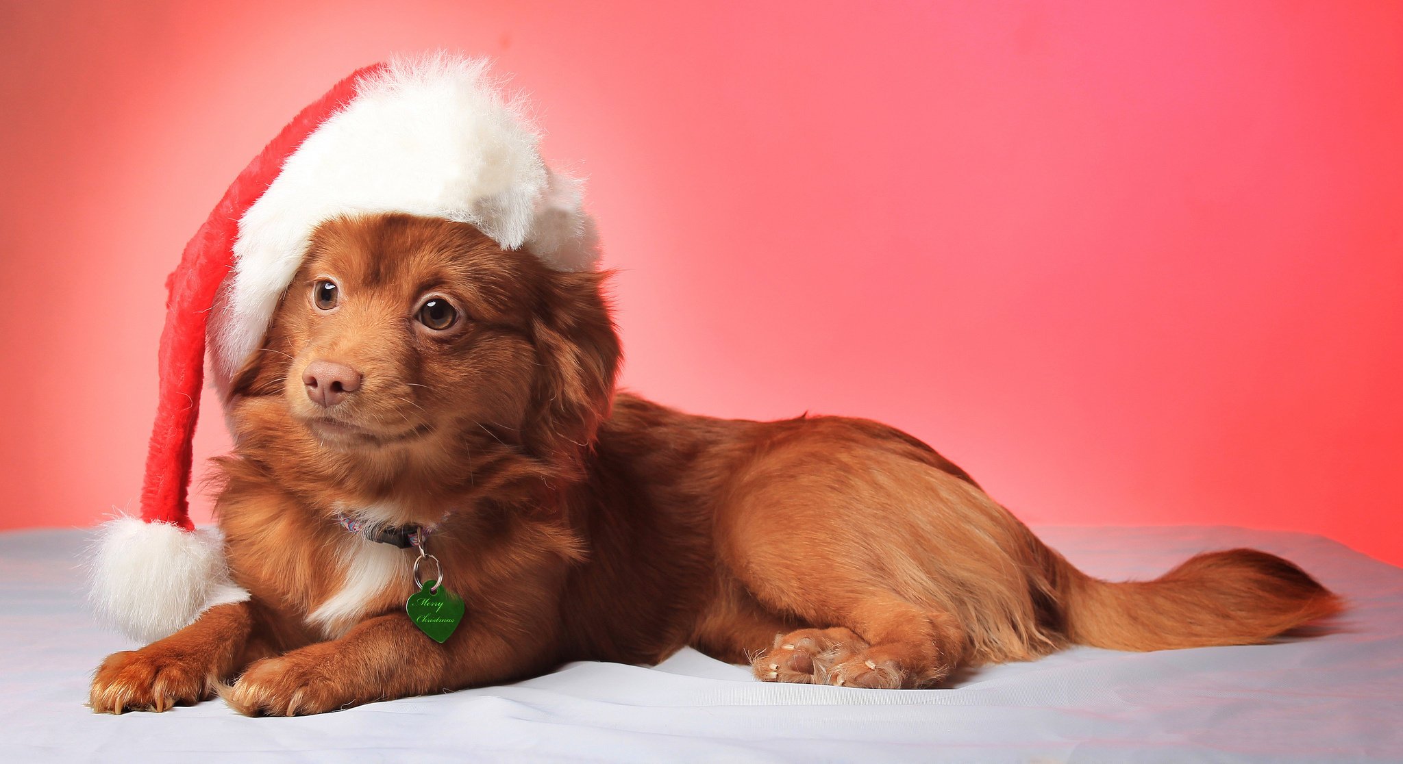 christmas smile dog собака взгляд hat view