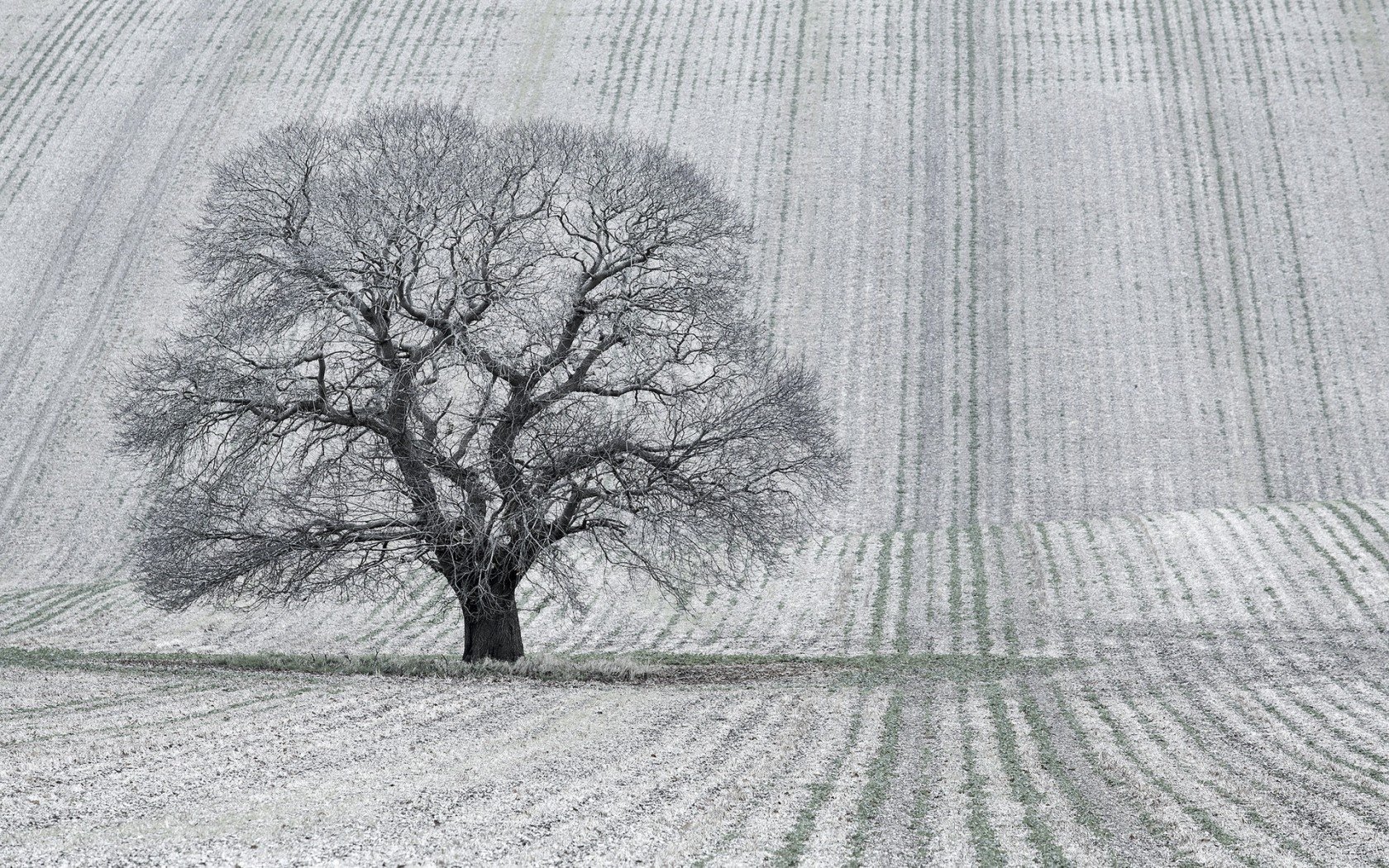 paesaggio campo albero