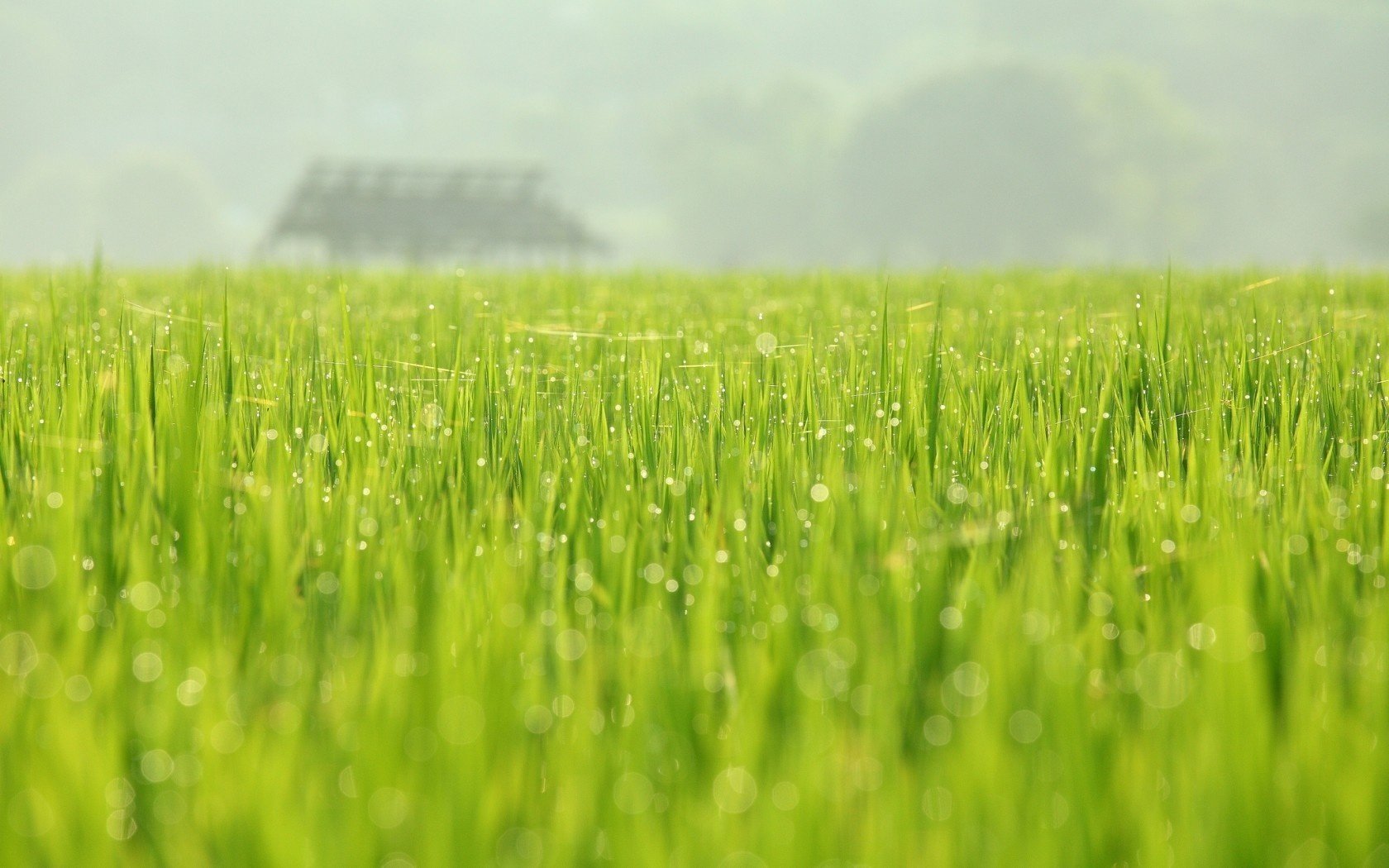 naturaleza mayo verde primavera rocío campo