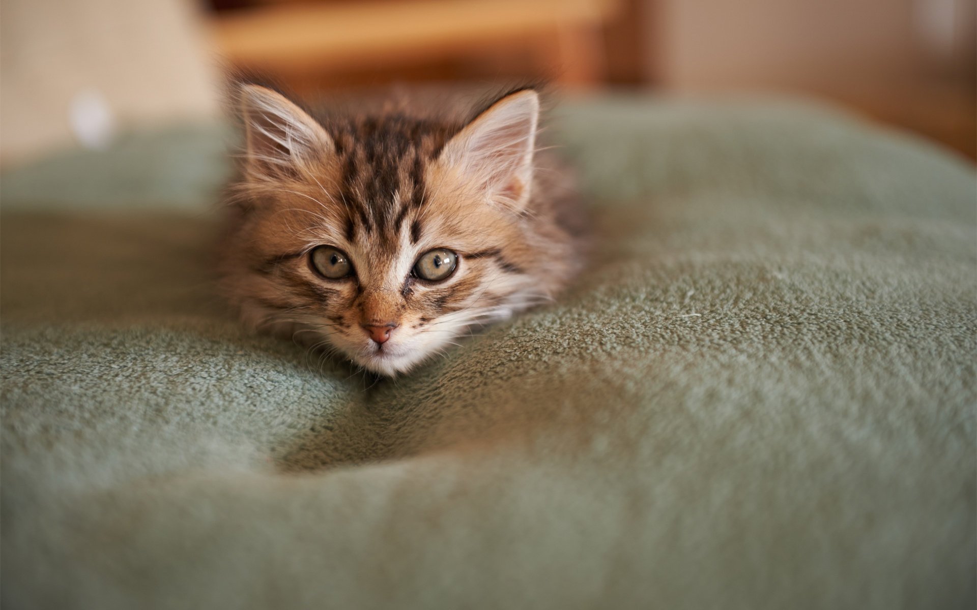 maulkorb kätzchen bettdecke katze