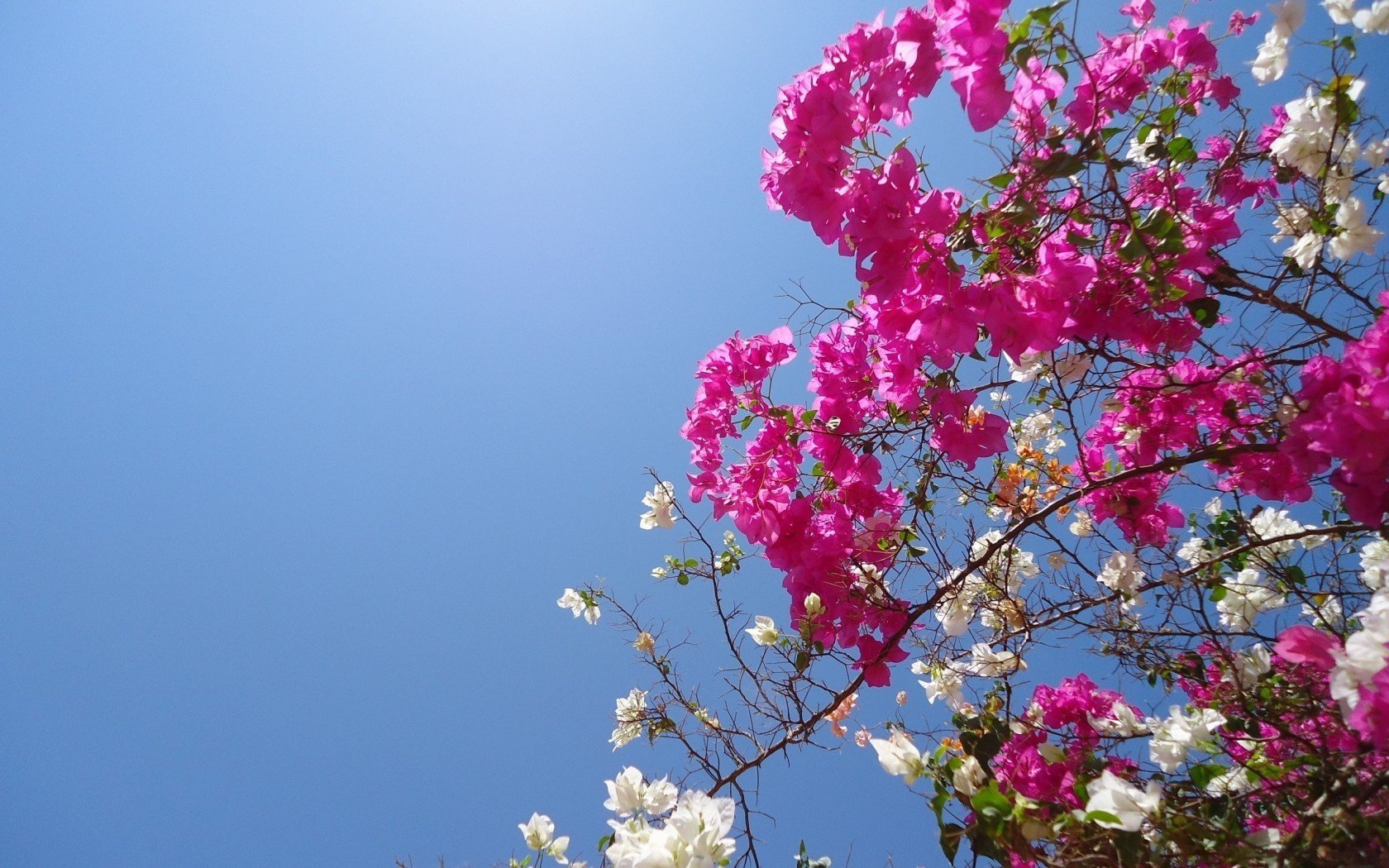 flowers branches nature the sky