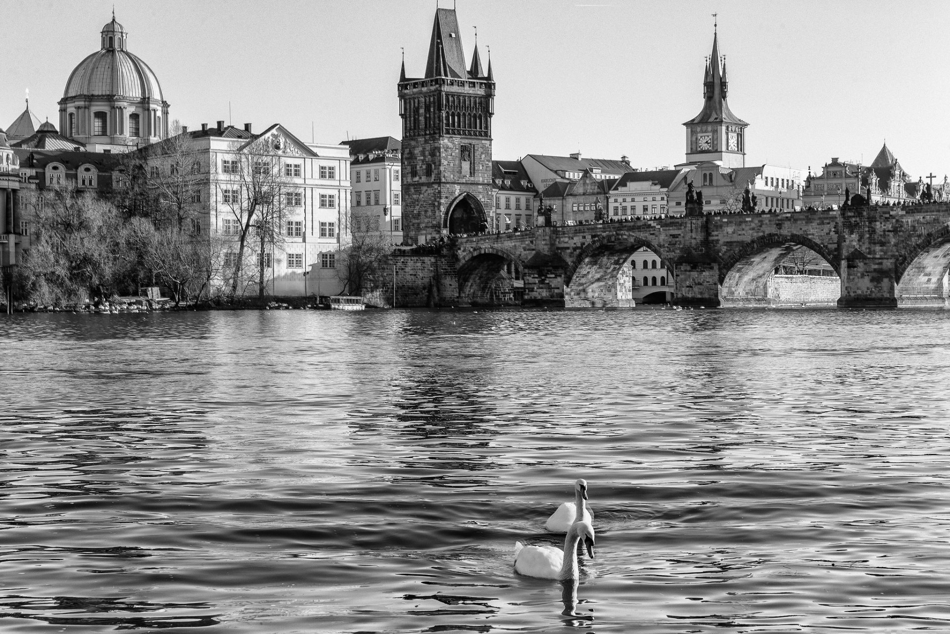 praga ceco josefov karlvv most repubblica ceca ponte carlo fiume moldava acqua cigni bianco e nero