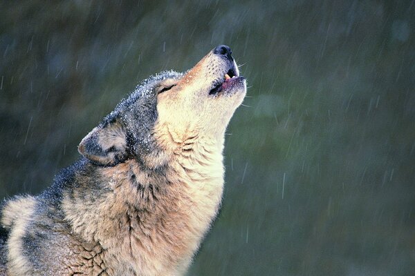 Der Wolf heult vor Einsamkeit unter dem Schnee