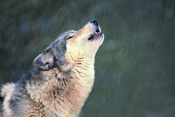 Le loup hurle de solitude sous la neige