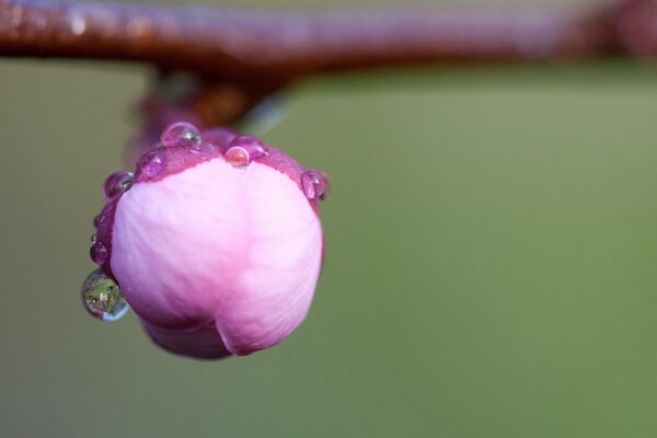 Macro shooting of a flower bud with water drops