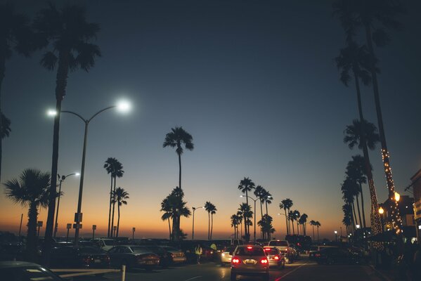 Paysage du soir avec des palmiers de Californie