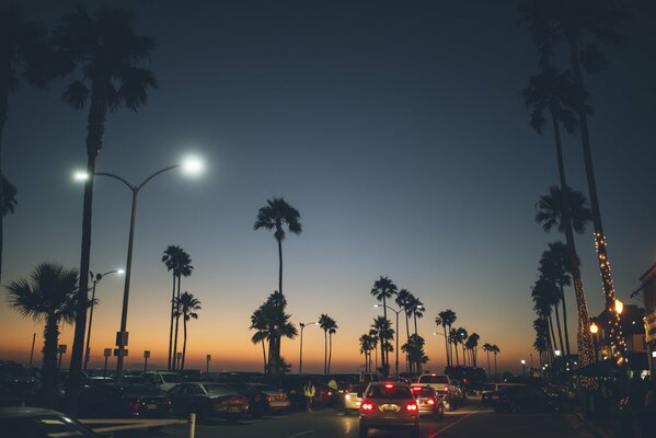 Paesaggio serale con palme della California