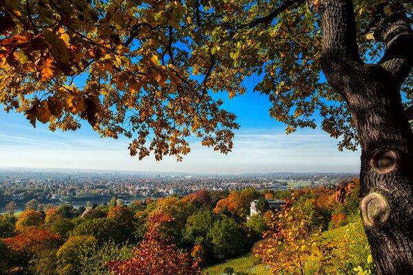 Autumn trees on the background of Dresden in Germany