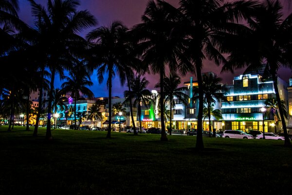 Nuit et palmiers sur fond d éclairage lumineux des bâtiments de Miami