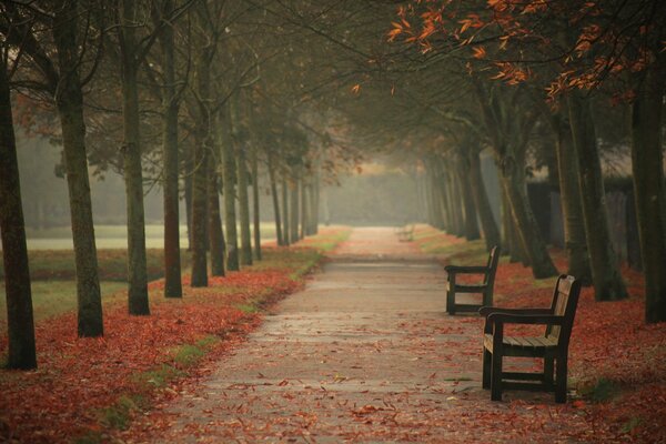 Paysage d automne du parc de la ville, feuilles mortes