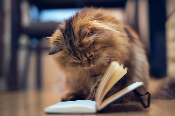 A fluffy cat is reading a book