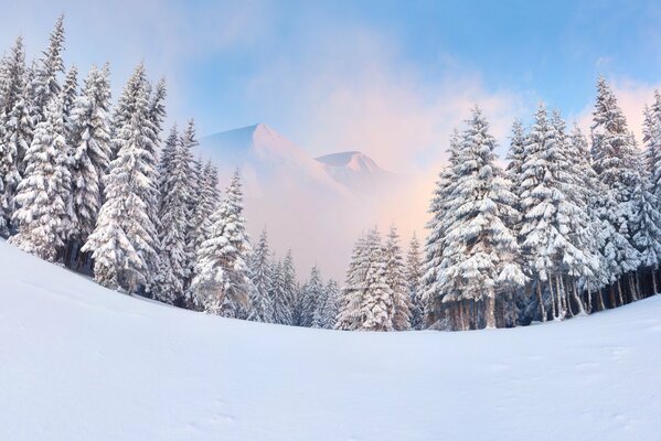 Blick auf die Berge durch Winterfichten