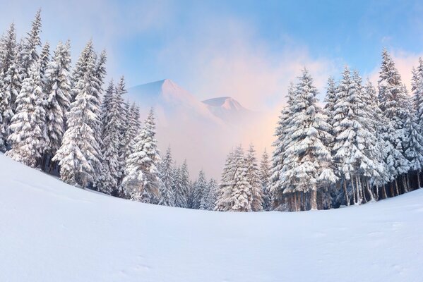 Vue sur les montagnes à travers les sapins d hiver