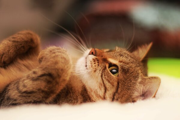 The cat is lying on the floor and looking up. Portrait