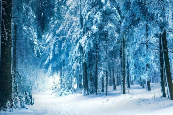 Bosque de invierno con camino con huellas