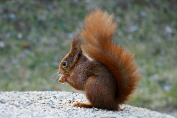 Eichhörnchen unter Makro, schöne Natur des Waldes