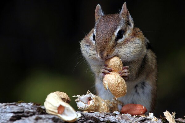 Chipmunk fa scorta di noci nelle sue guance