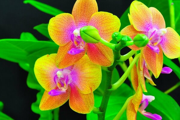 Le orchidee luminose deliziano l occhio