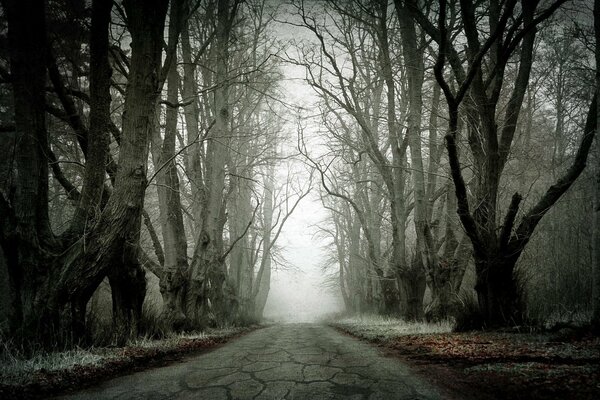 Alte Straße durch den toten Wald