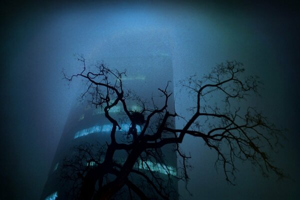 La soledad en la ciudad, el árbol y el edificio