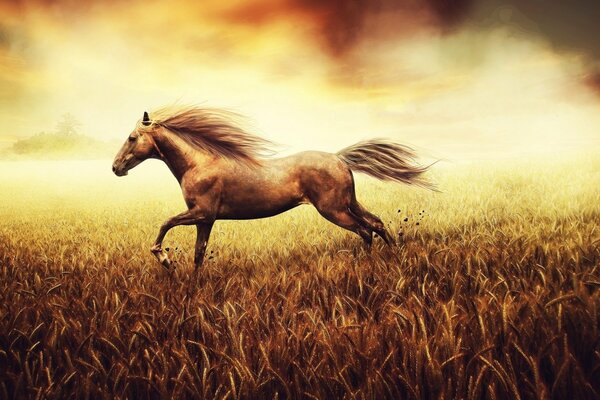 A horse gallops in a field with wheat